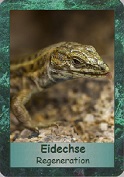 Eidechse