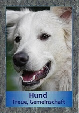 Hund
