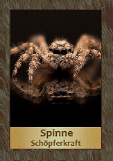 Spinne
