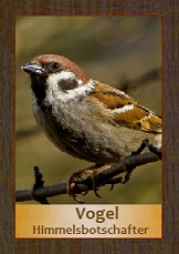 Vogel