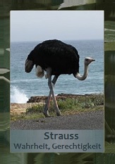 Strauss