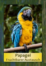 Papagei