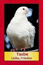 Taube