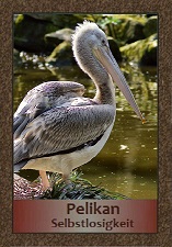 Pelikan