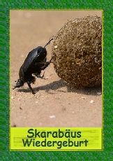 Skarab&auml;us