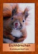 Eichh&ouml;rnchen