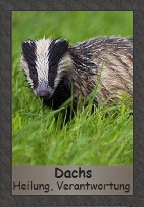 Dachs